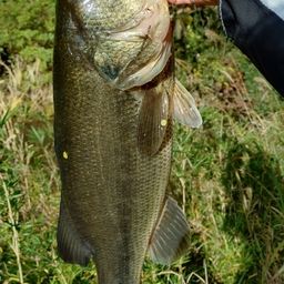 ラージマウスバス