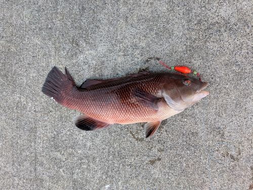 コブダイの釣果