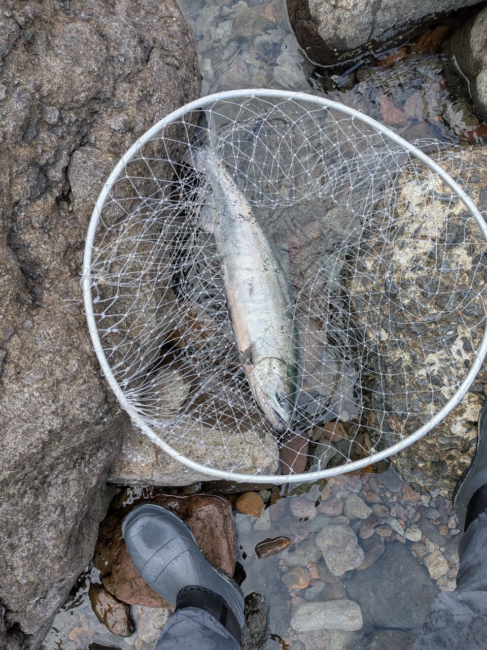 PALMS レラカムイ RKSS-136H+の最安値・インプレ・釣果 | 本音の口コミ