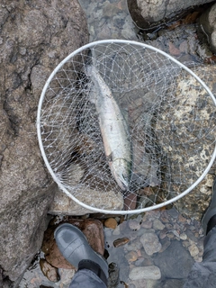 アキアジの釣果