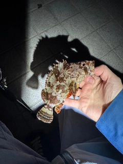 タケノコメバルの釣果