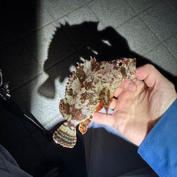 タケノコメバル