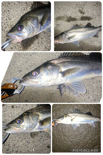シーバスの釣果