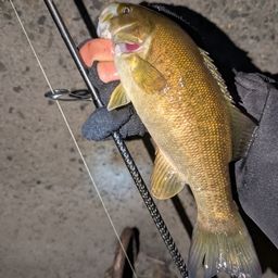 スモールマウスバス