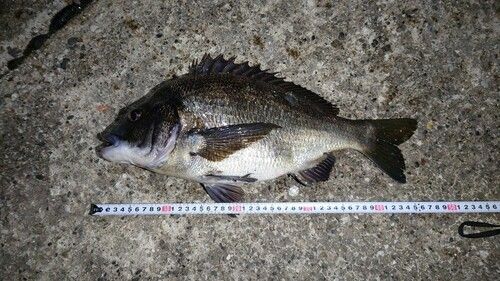 クロダイの釣果