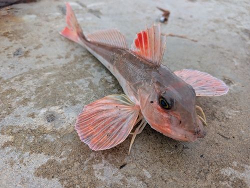 カナガシラの釣果