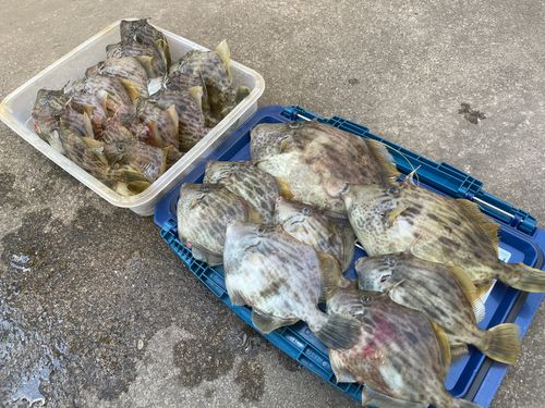 カワハギの釣果