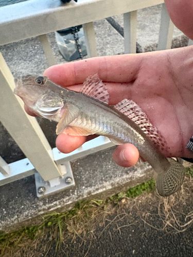 マハゼの釣果