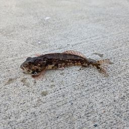 アサヒアナハゼ