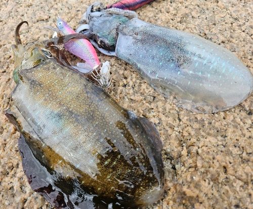 アオリイカの釣果