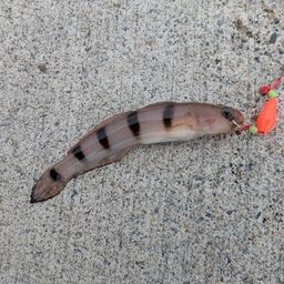 リュウグウハゼ