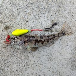 アサヒアナハゼ