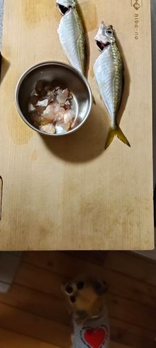 東京湾（富津〜金谷）