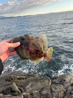 カワハギの釣果