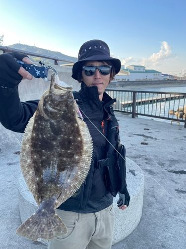 ヒラメの釣果