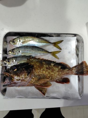 カサゴの釣果