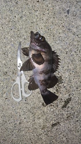 クロメバルの釣果