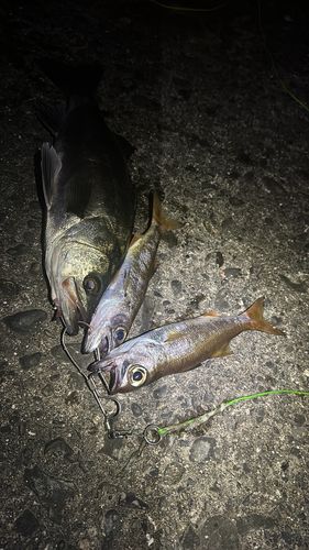 シーバスの釣果