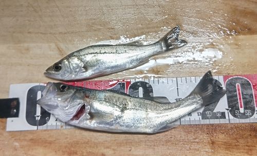 セイゴ（マルスズキ）の釣果