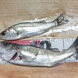 セイゴ（マルスズキ）