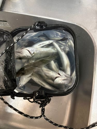 セイゴ（マルスズキ）の釣果
