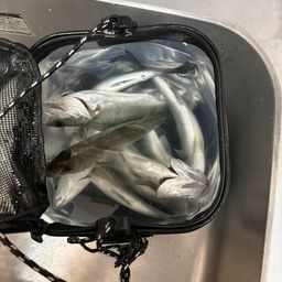 セイゴ（マルスズキ）