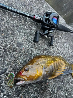 アブラコの釣果