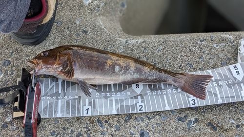 クロメバルの釣果