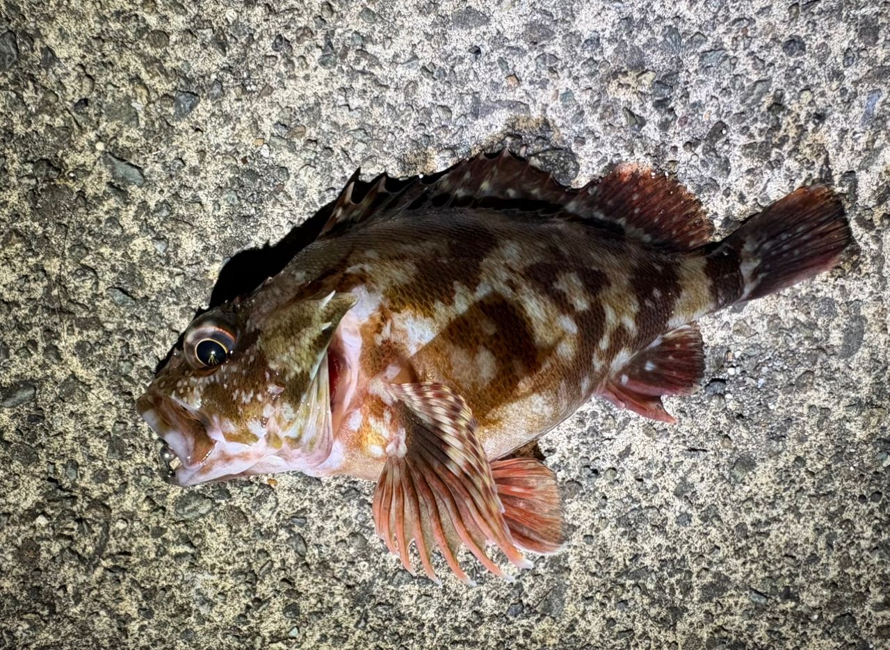 Gamakatsu ラグゼ 宵姫 天 S48AL-solidの最安値・インプレ・釣果