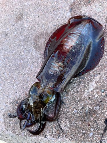 アオリイカの釣果