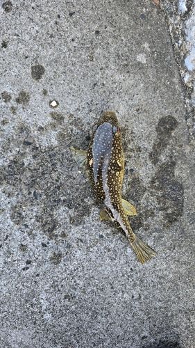 クサフグの釣果