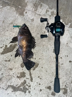 シロメバルの釣果