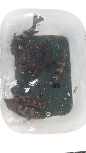 クロメバルの釣果