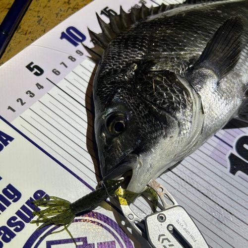 クロダイの釣果