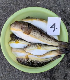 ヒガンフグの釣果