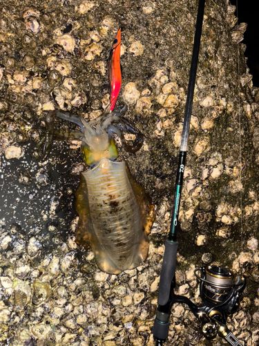 アオリイカの釣果