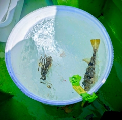 コモンフグの釣果