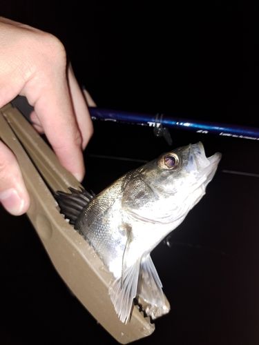 セイゴ（マルスズキ）の釣果