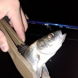 セイゴ（マルスズキ）