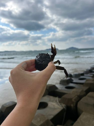 モクズガニの釣果