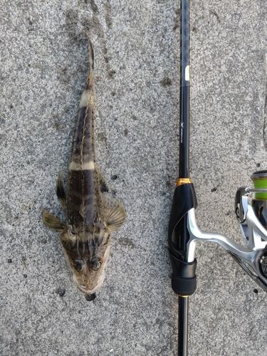 ワニゴチの釣果