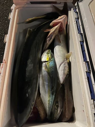 ハマチの釣果