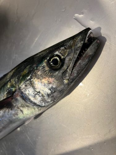 サゴシの釣果