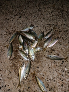 アジの釣果
