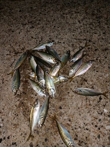 アジの釣果