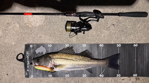 シーバスの釣果