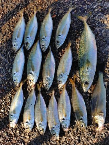 アジの釣果
