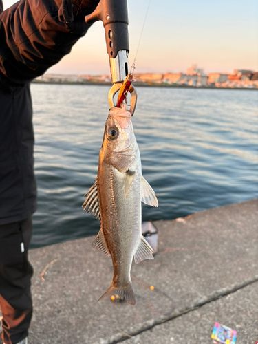 セイゴ（ヒラスズキ）の釣果