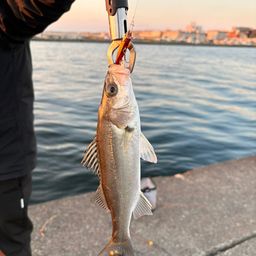 セイゴ（ヒラスズキ）