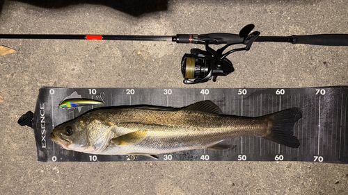 シーバスの釣果